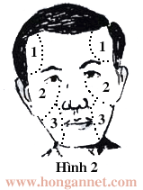 Tứ đậu trong tướng mặt